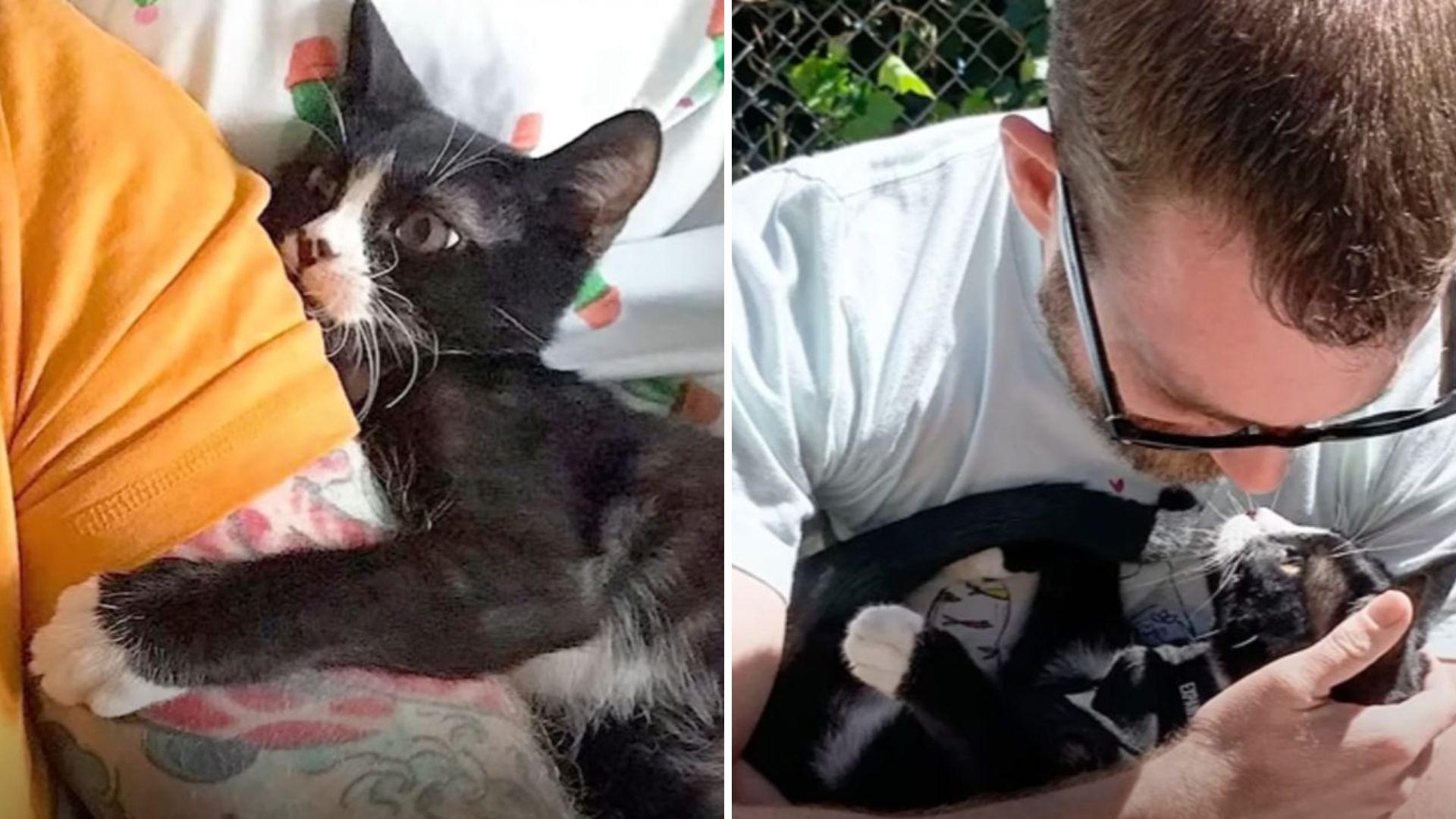 Palm Springs Cat Saved From Euthanasia After Man Makes Risky 20-Hour Journey