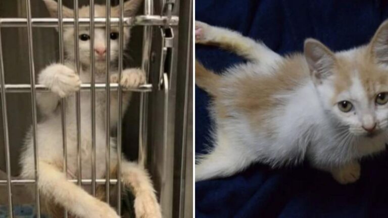 Paralyzed Florida Shelter Kitten Climbs Up The Kennel Door Begging For Love