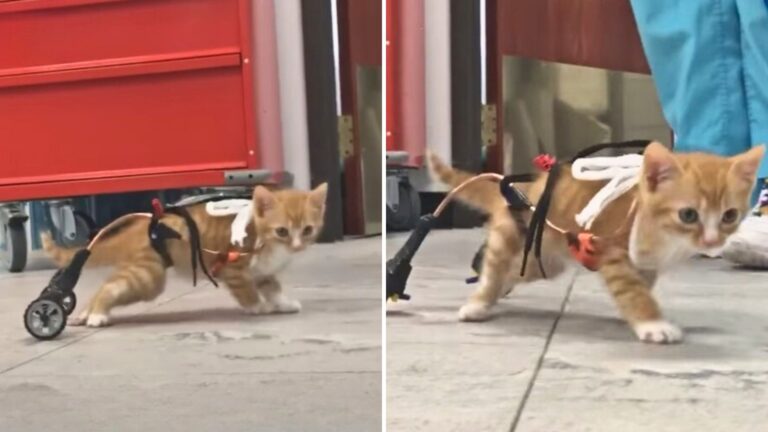 Paralyzed Kitten In New York Gets His Own Wheelchair And Can't Stop Running