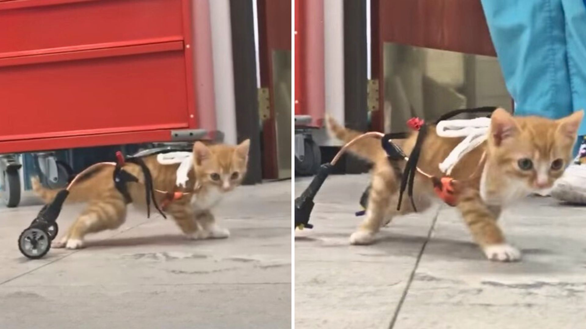 Paralyzed Kitten In New York Gets His Own Wheelchair And Can't Stop Running