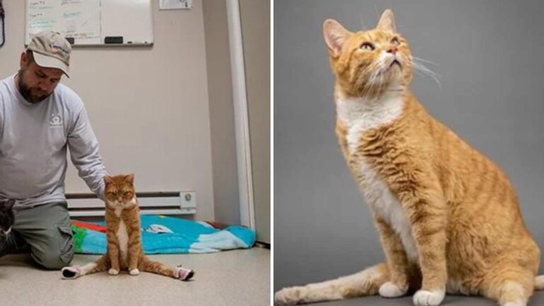 Paralyzed Utah Cat Takes His First Steps After Car Accident