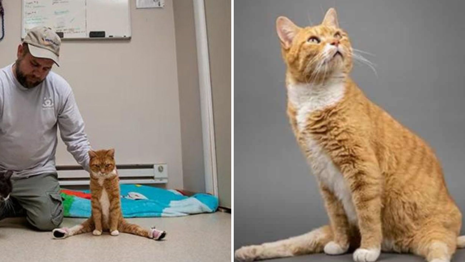 Paralyzed Utah Cat Takes His First Steps After Car Accident