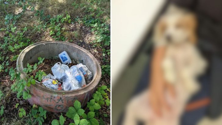 Passerby Notices Someone Toss A Plastic Bag Into The Trash, Then Freezes At The Horror Inside