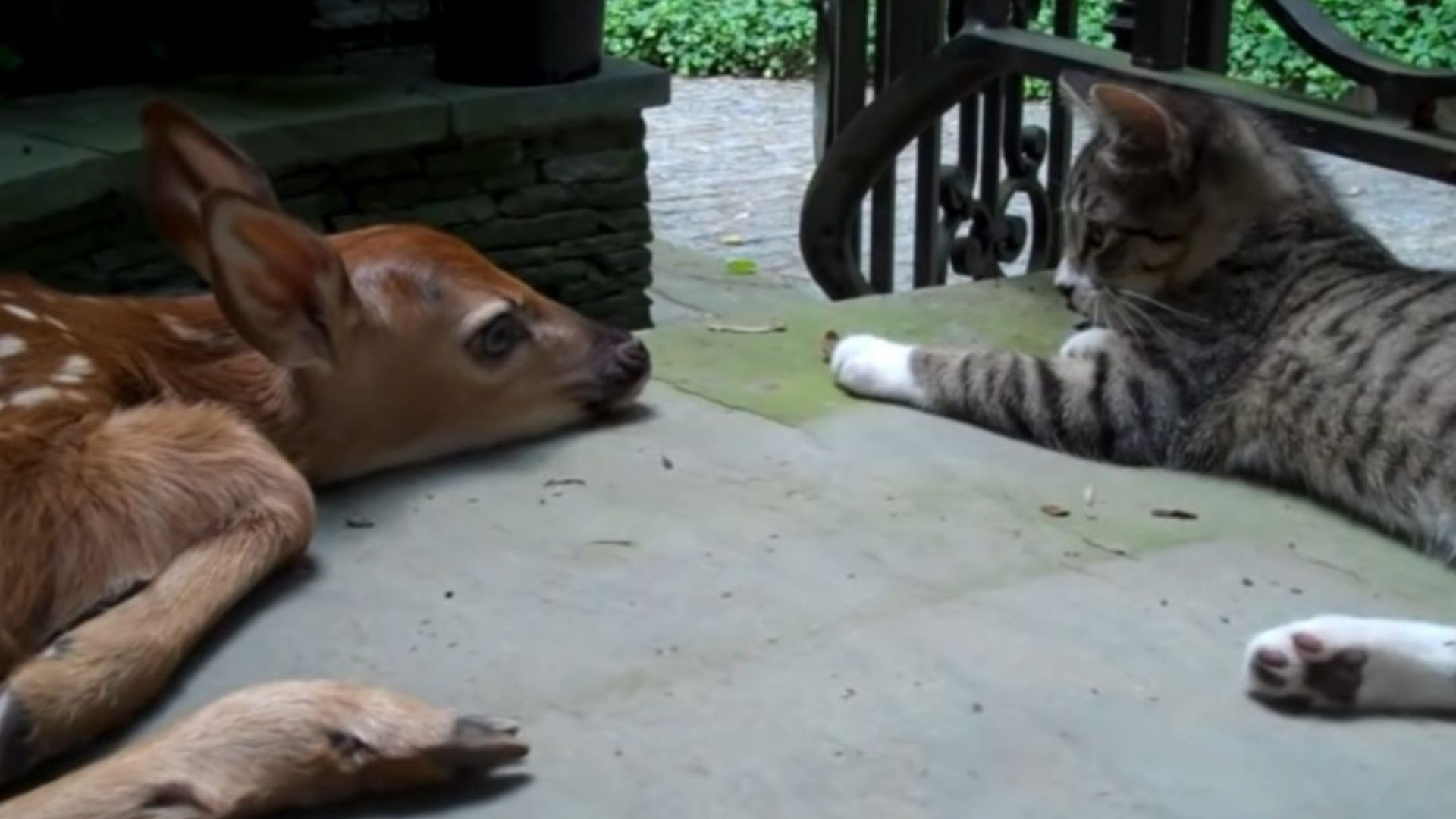 Philadelphia Kitten Meets Baby Deer In Heartwarming Video