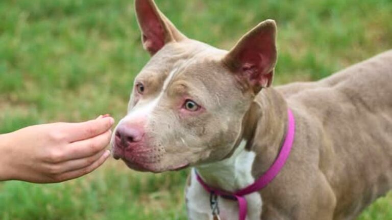 Philadelphia Puppy Came Close To Being Put Down For A Reason That Will Leave You Outraged