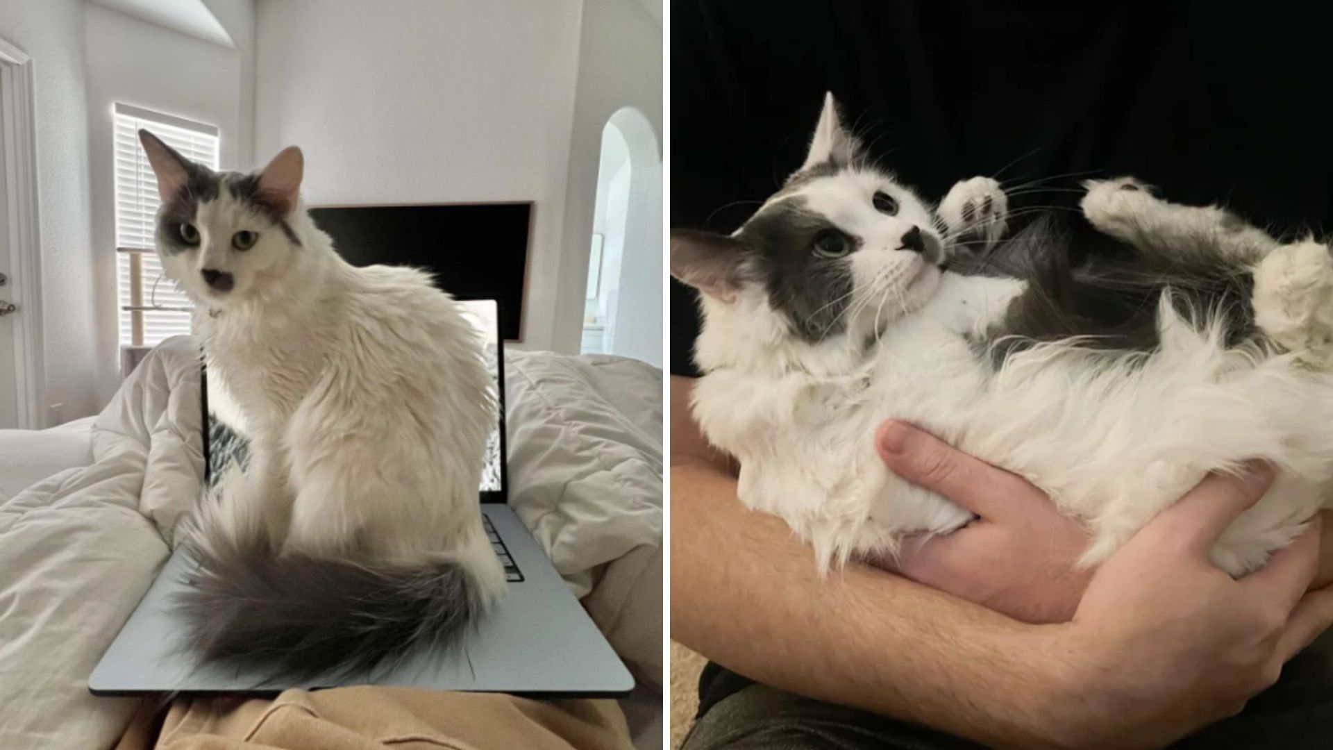 Phoenix Shelter’s Most Aggressive Cat Shocks Everyone By Transforming Into A Lovebug