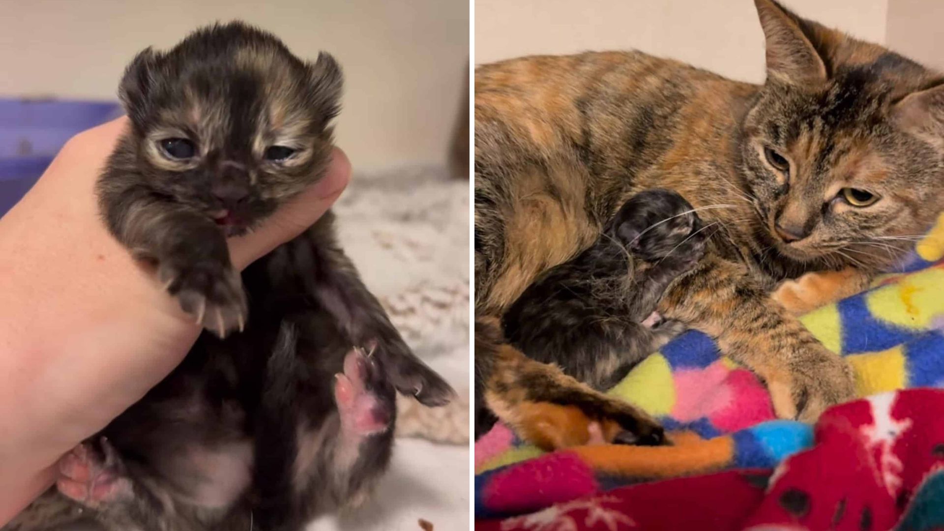Portland Cat Gives Birth To Three Tiny Kittens In A Car, What Comes Next Will Break Your Heart