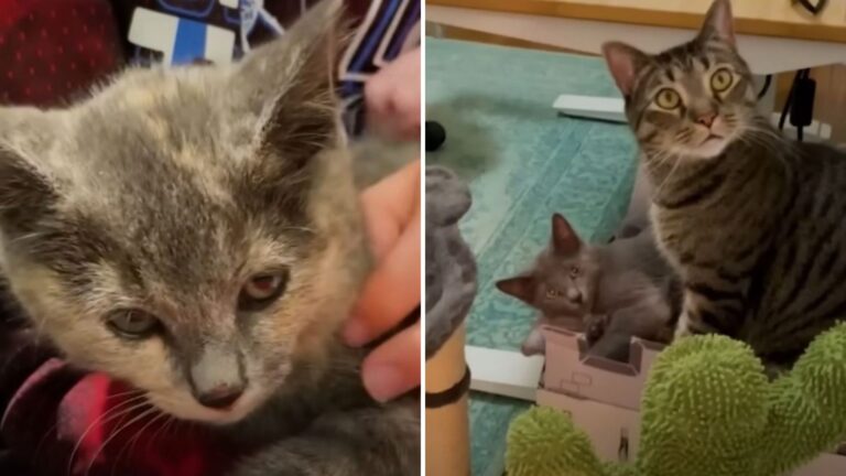 Rescued New York Cat Saves Lives Of Two Abandoned Kittens In Need