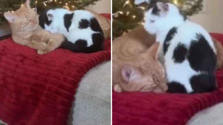 Rochester Cat Caught On Camera Caring For A Sick Kitten Leaves Viewers In Tears