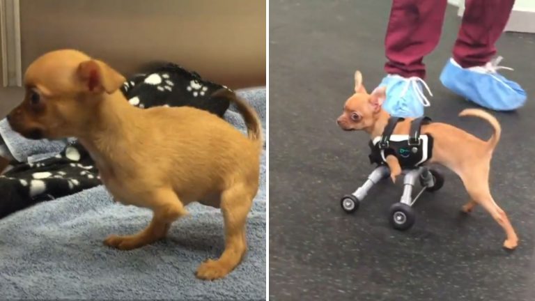 dog without two legs