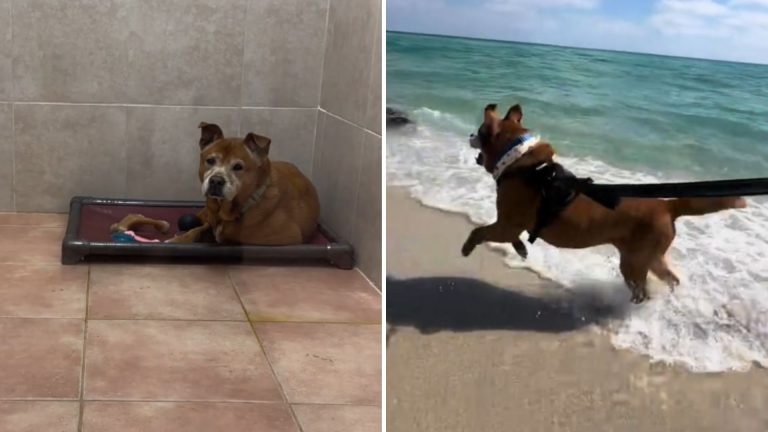 dog on beach