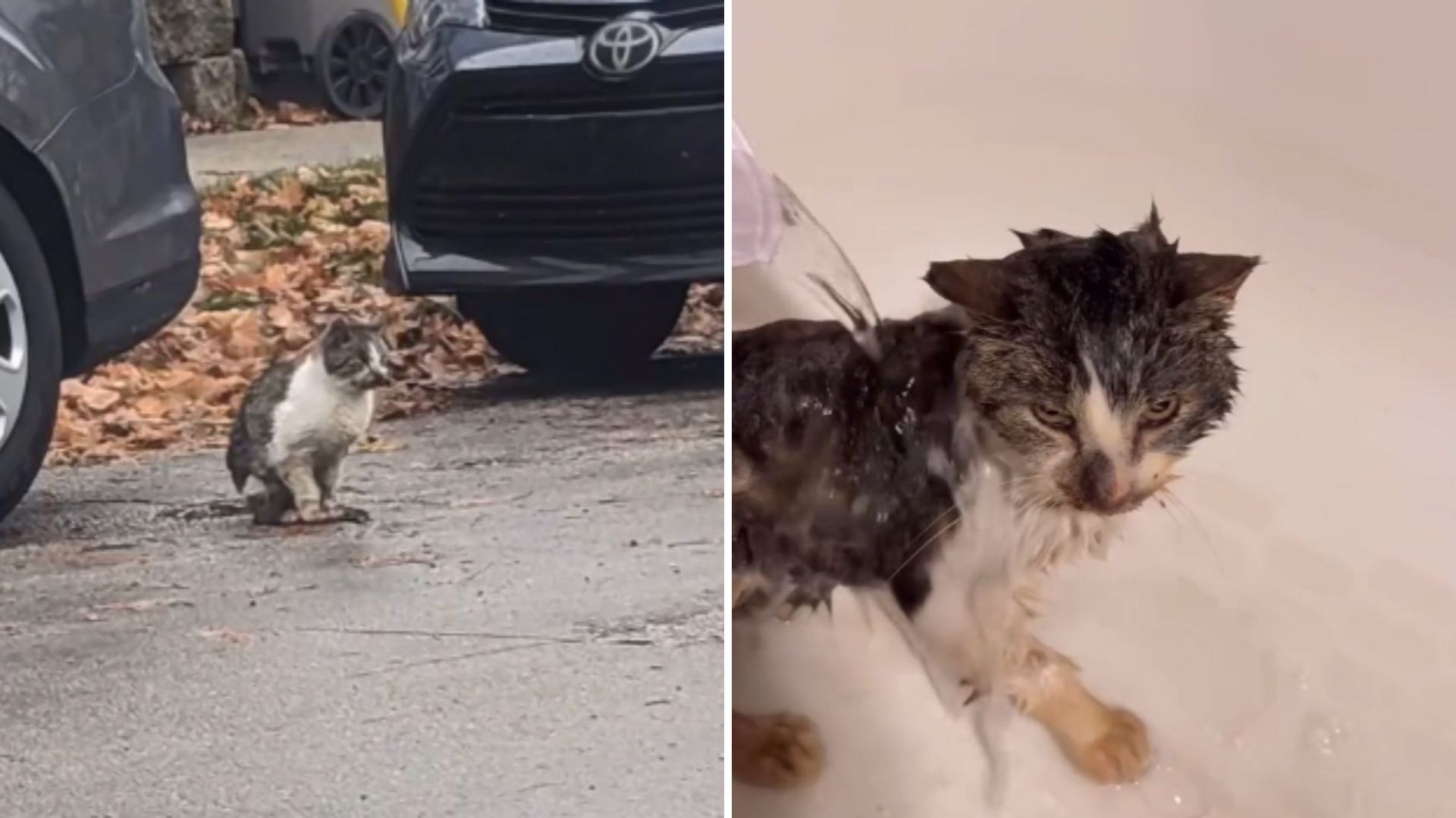 Sick Feral Cat In Wisconsin Rescued By Kind Neighbors And Given A Second Chance At Life