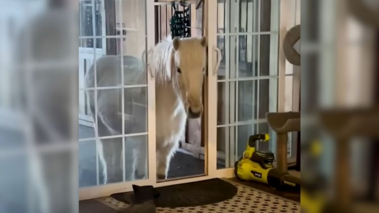 horse in house