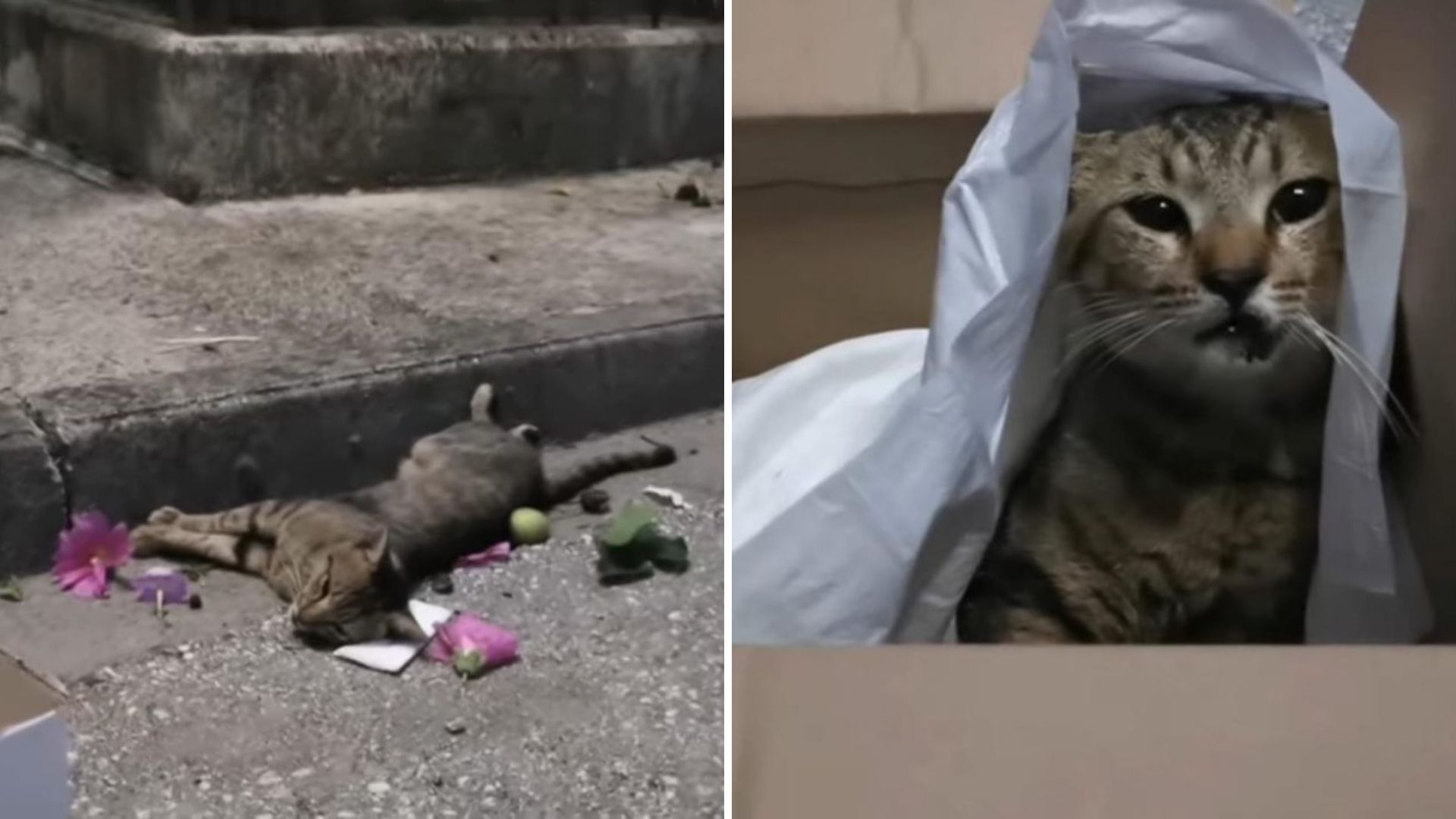 This Cat Was Hit By A Car And Left Behind Injured Until A Kind Stranger Stepped In To Help