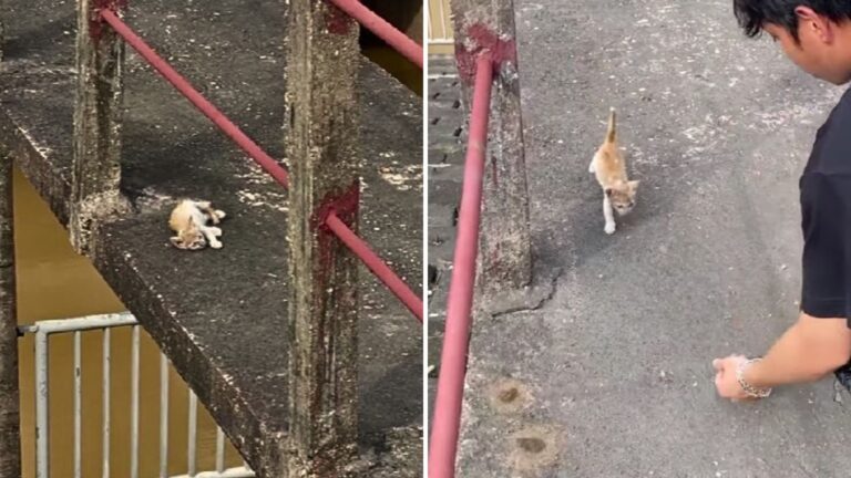 Tiny Kitten Left Starving At The Big Dam In Denver Holds On For A Second Chance