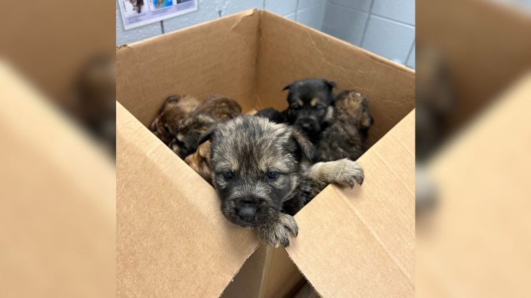 puppies in box