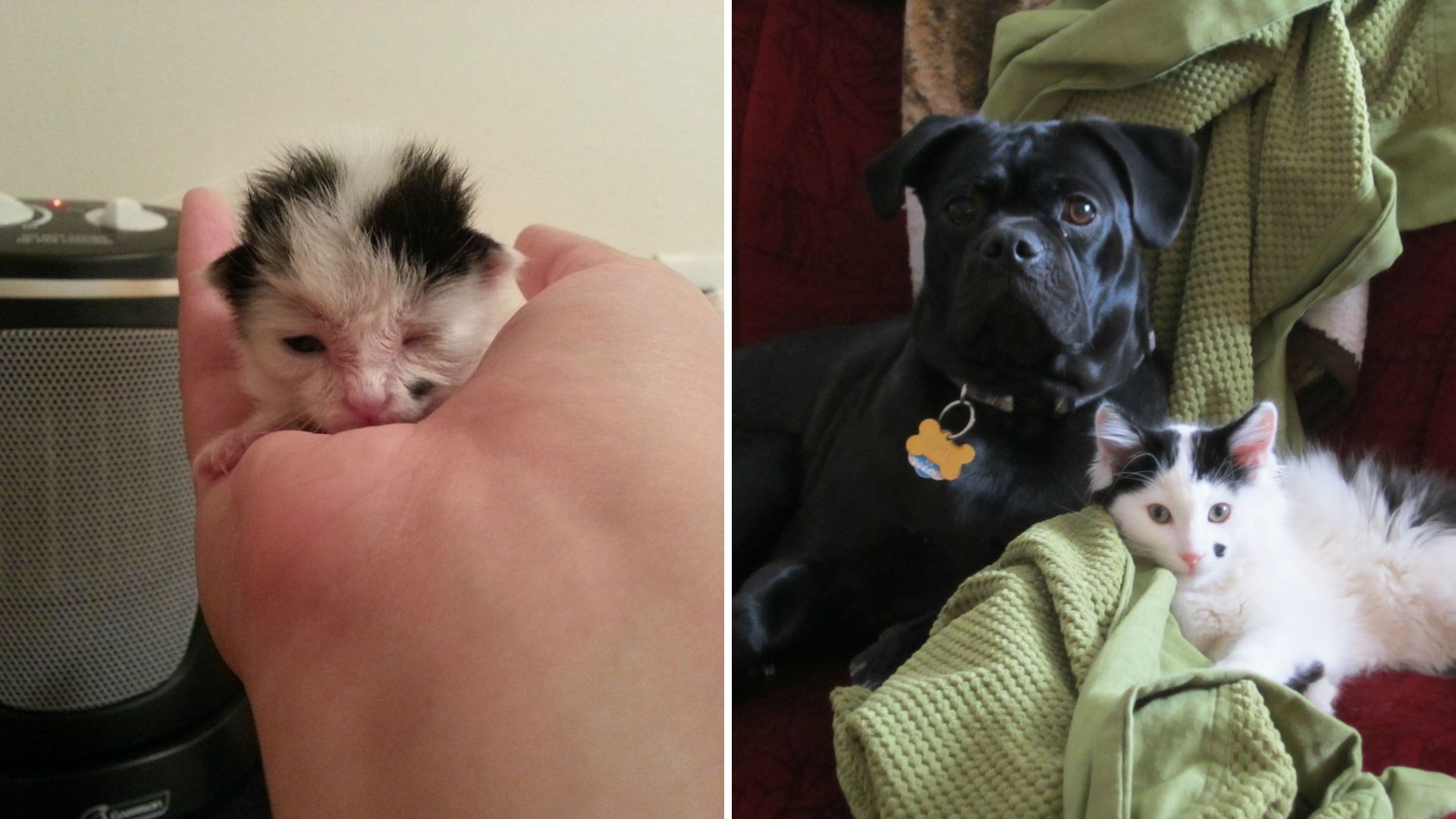 Two-Day-Old Kitten Rescued By A New York Pup Sparks A Friendship That Lasts A Lifetime