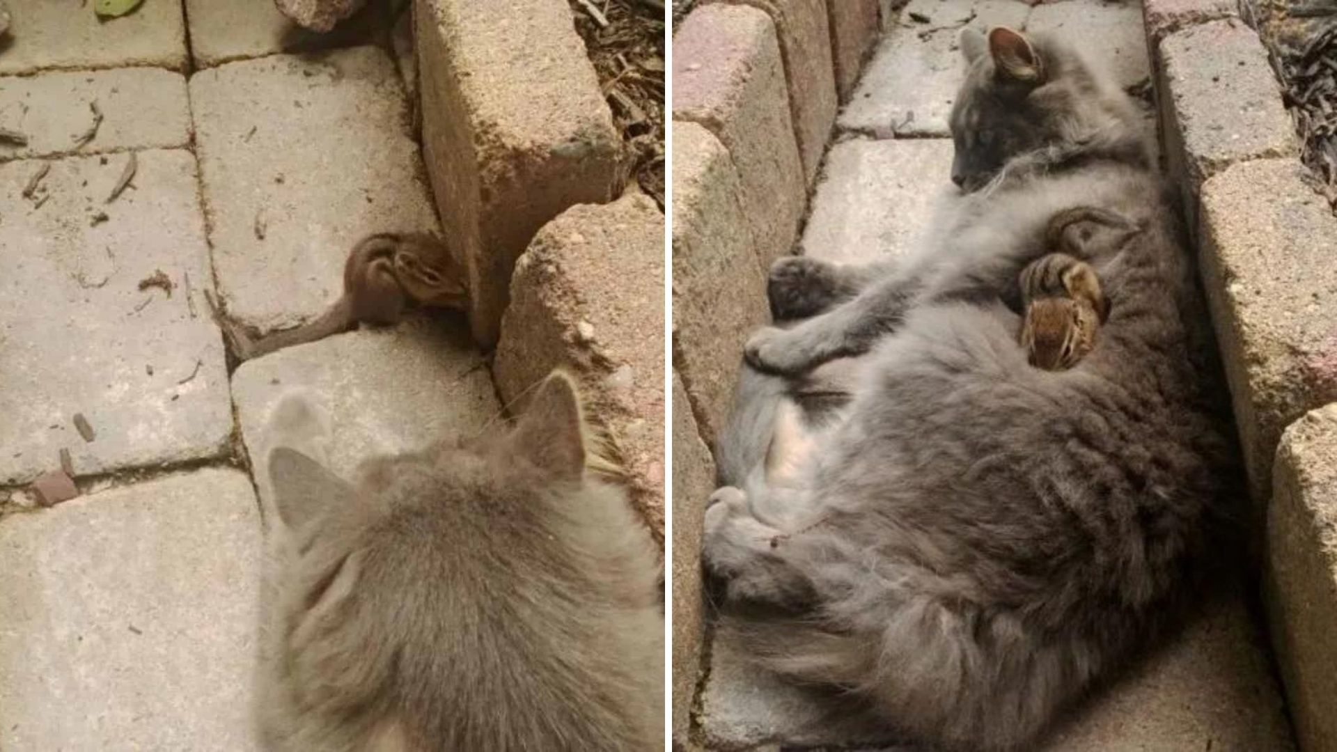Virginia Cat Finds Unlikely New Friend In Yard And Spends The Day Cuddled Up