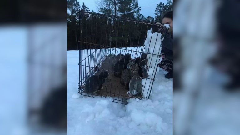 abandoned dogs in snow