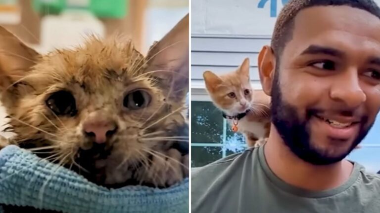 What A New York Man Found After Following Desperate Meows Left Him Speechless