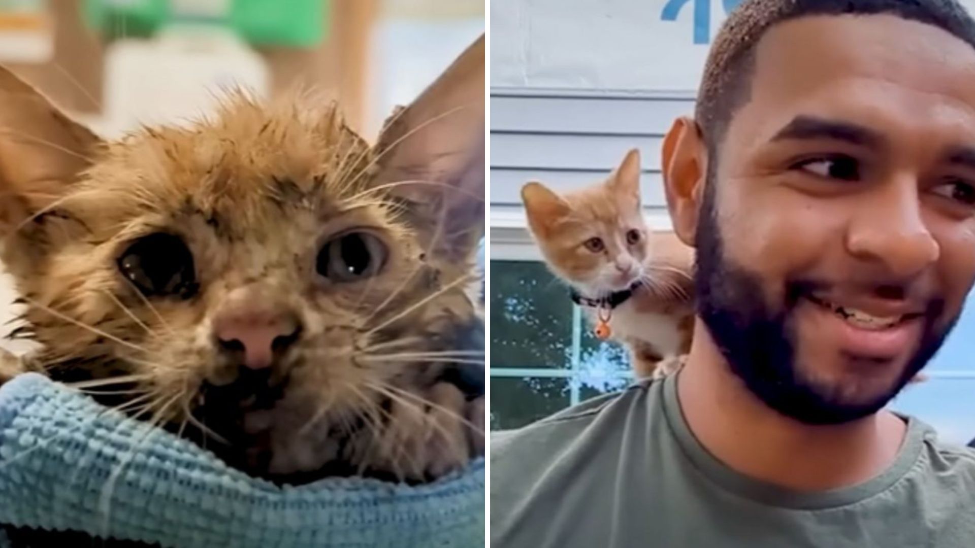 What A New York Man Found After Following Desperate Meows Left Him Speechless