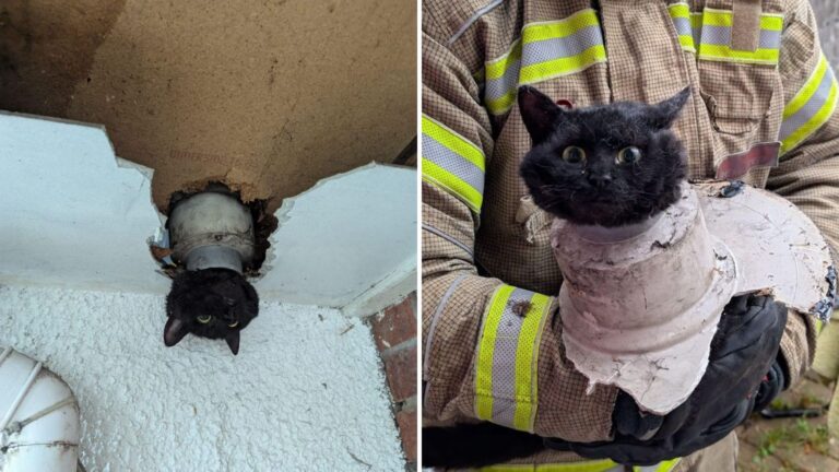 Woman’s World Shatters When She Spots Her Cat Trapped In A Drainpipe With Only Her Head Visible