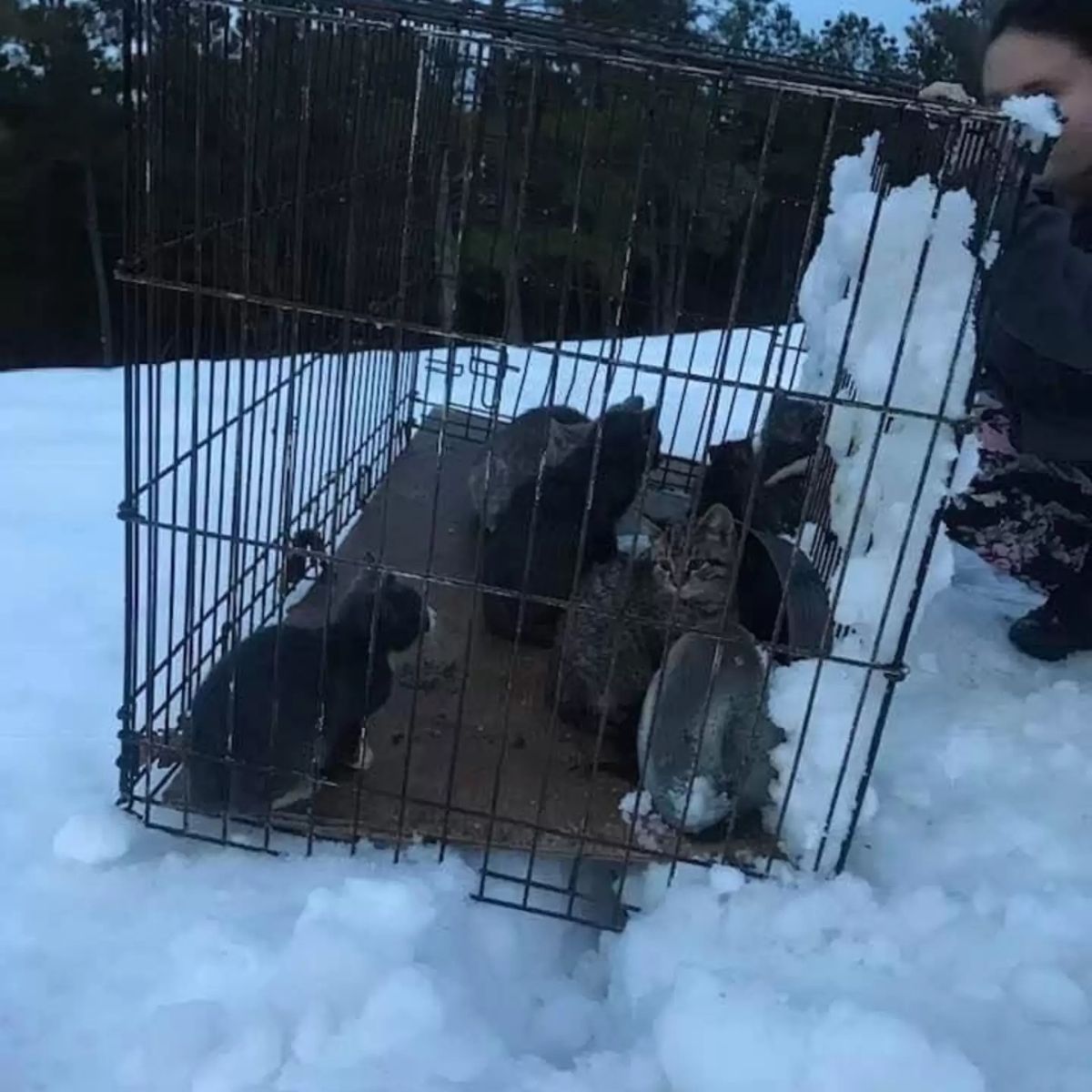 abandoned kittens on snow