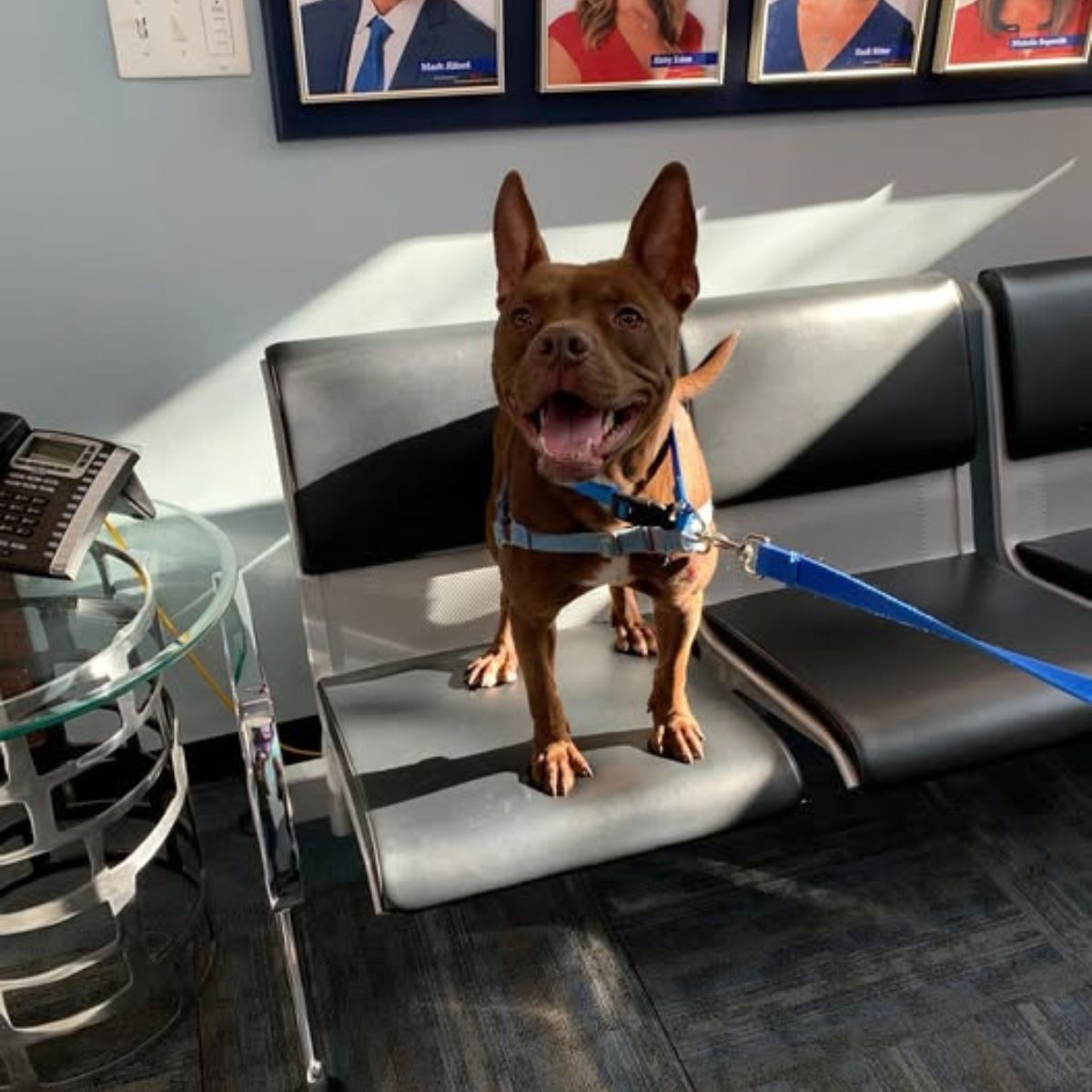 adorable brown dog