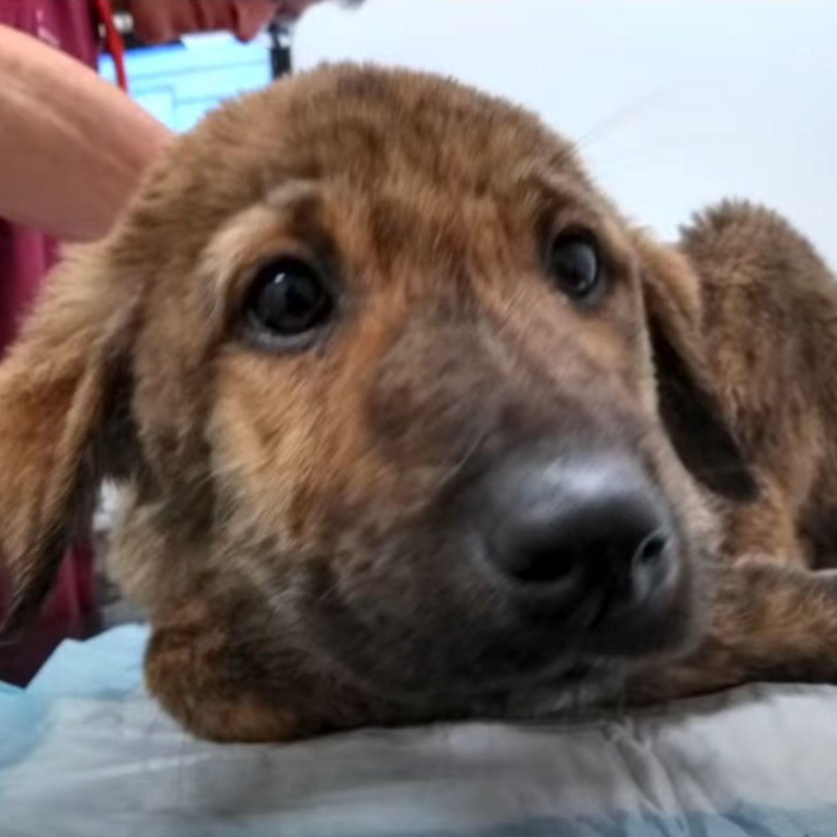 adorable brown puppy