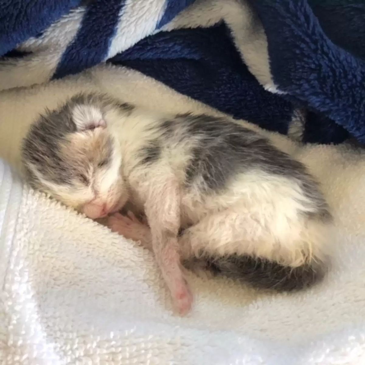 adorable newborn kitten