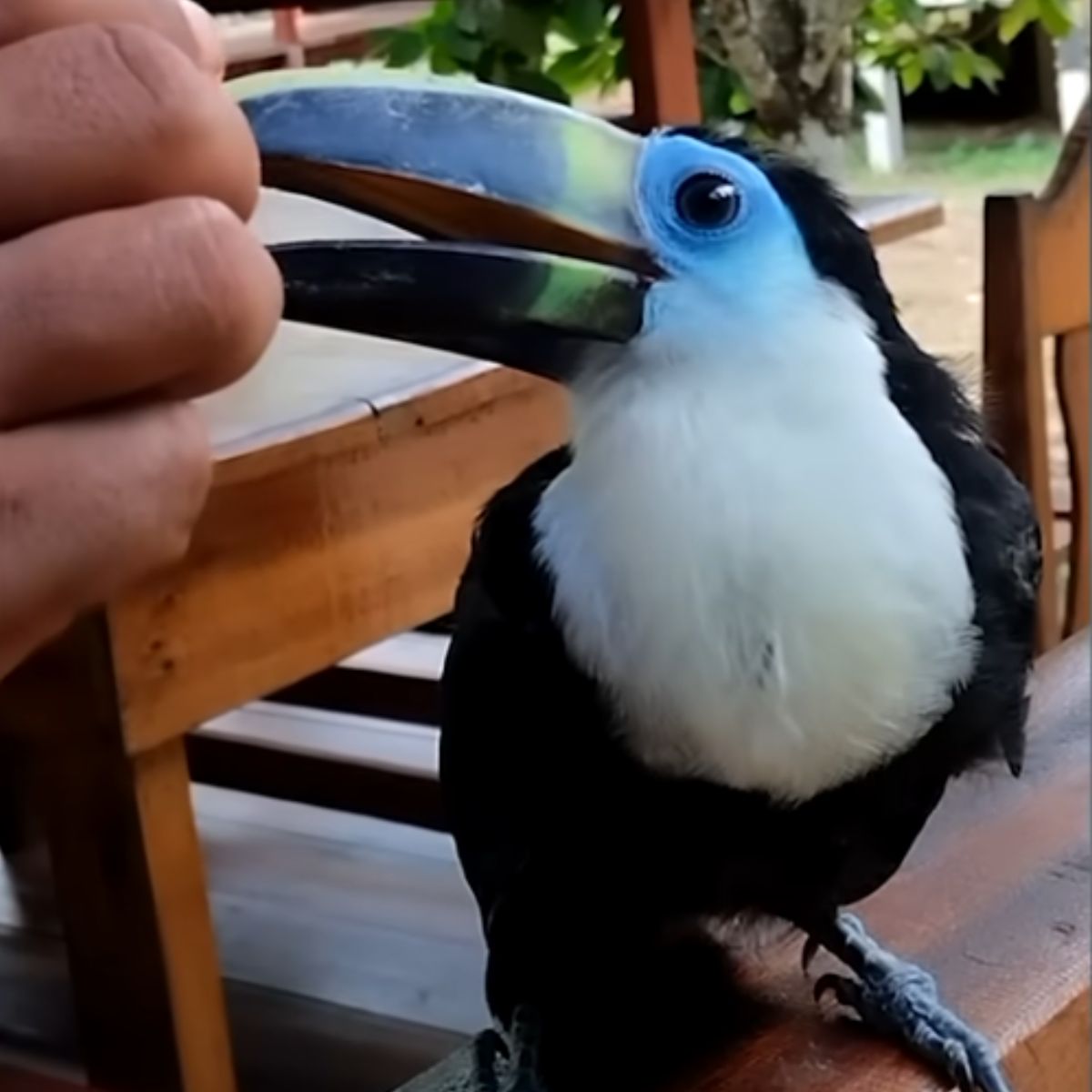 adorable toucan