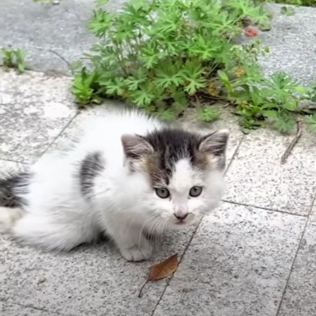 adorable white kitten