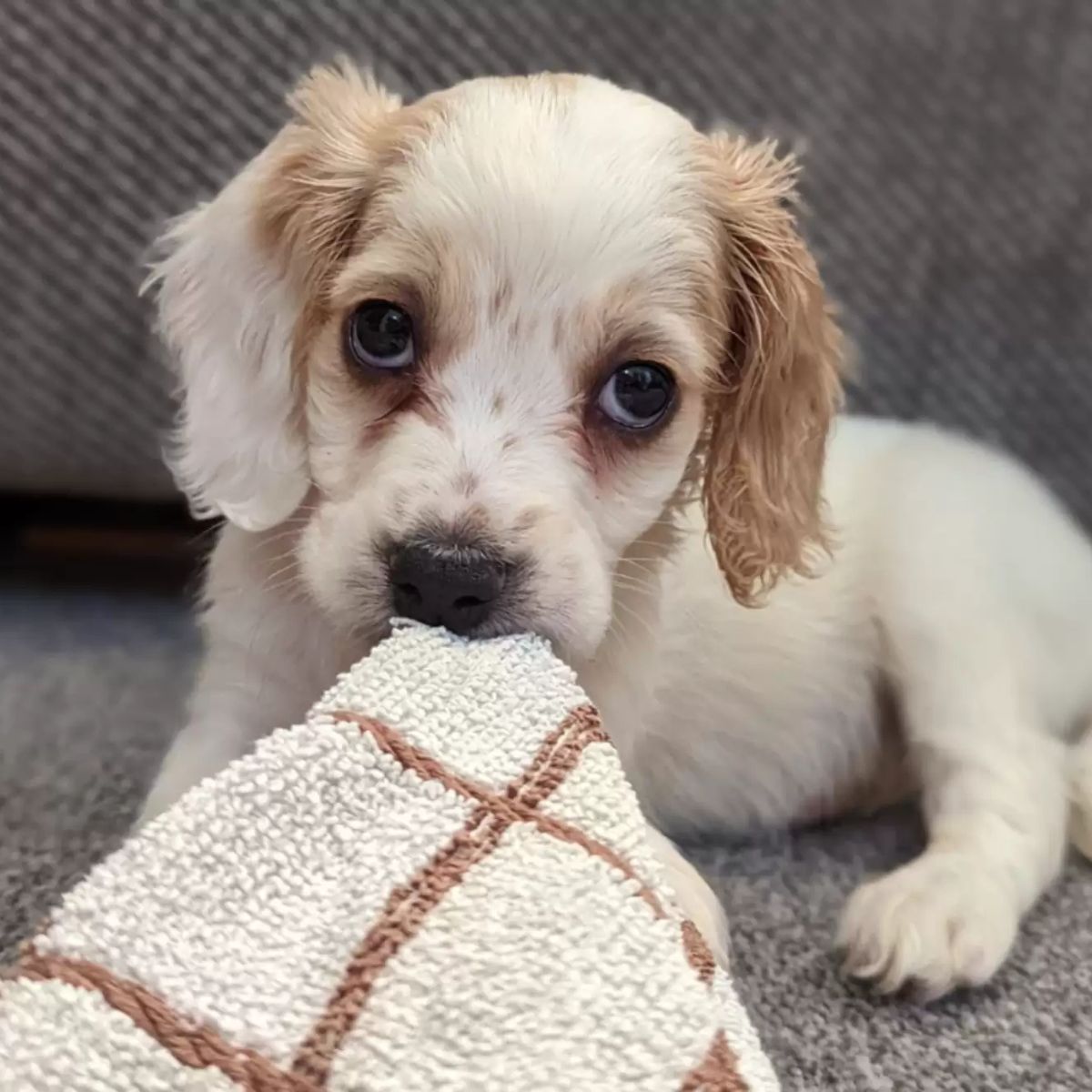 adorable white puppy