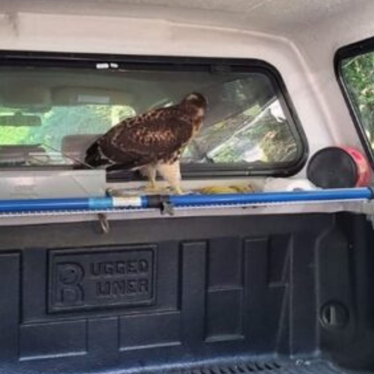 adult hawk in truck