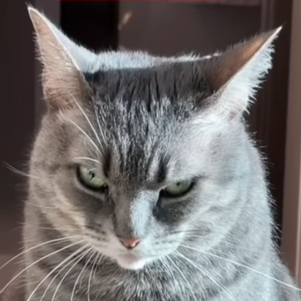 angry gray cat