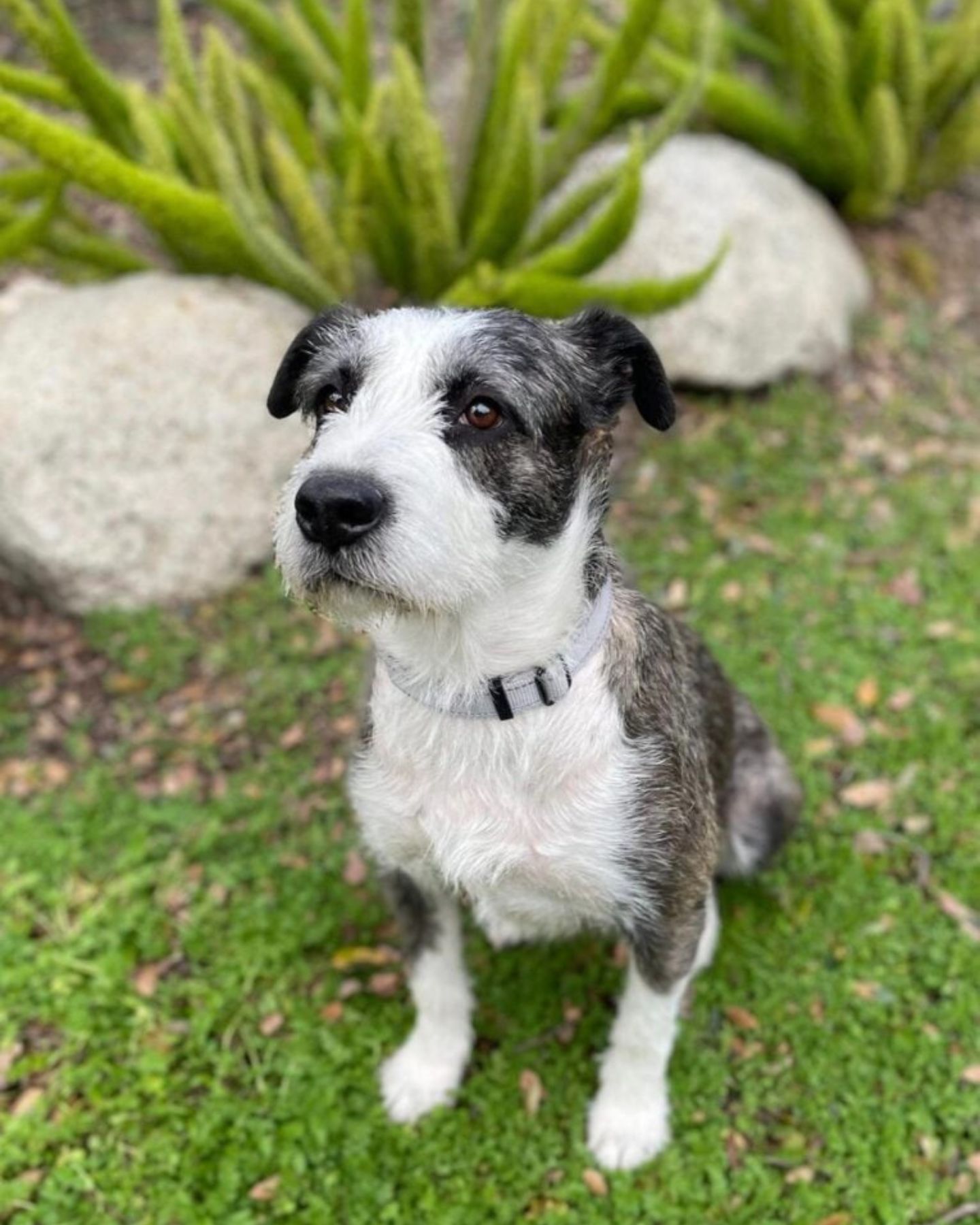 beautiful black and white dog