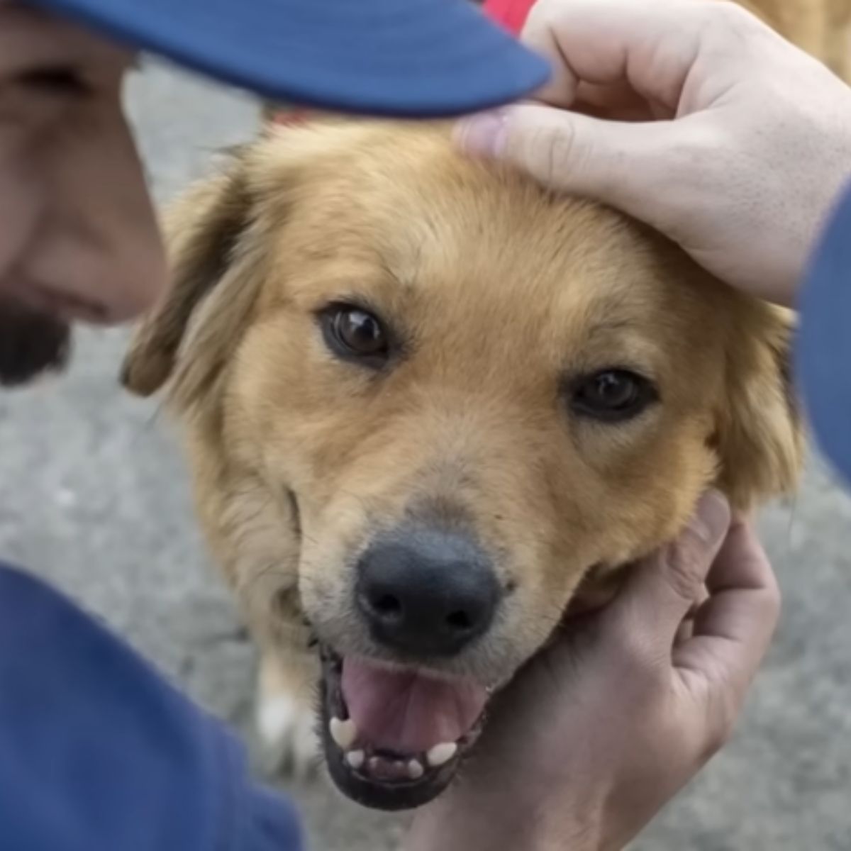 beautiful happy dog