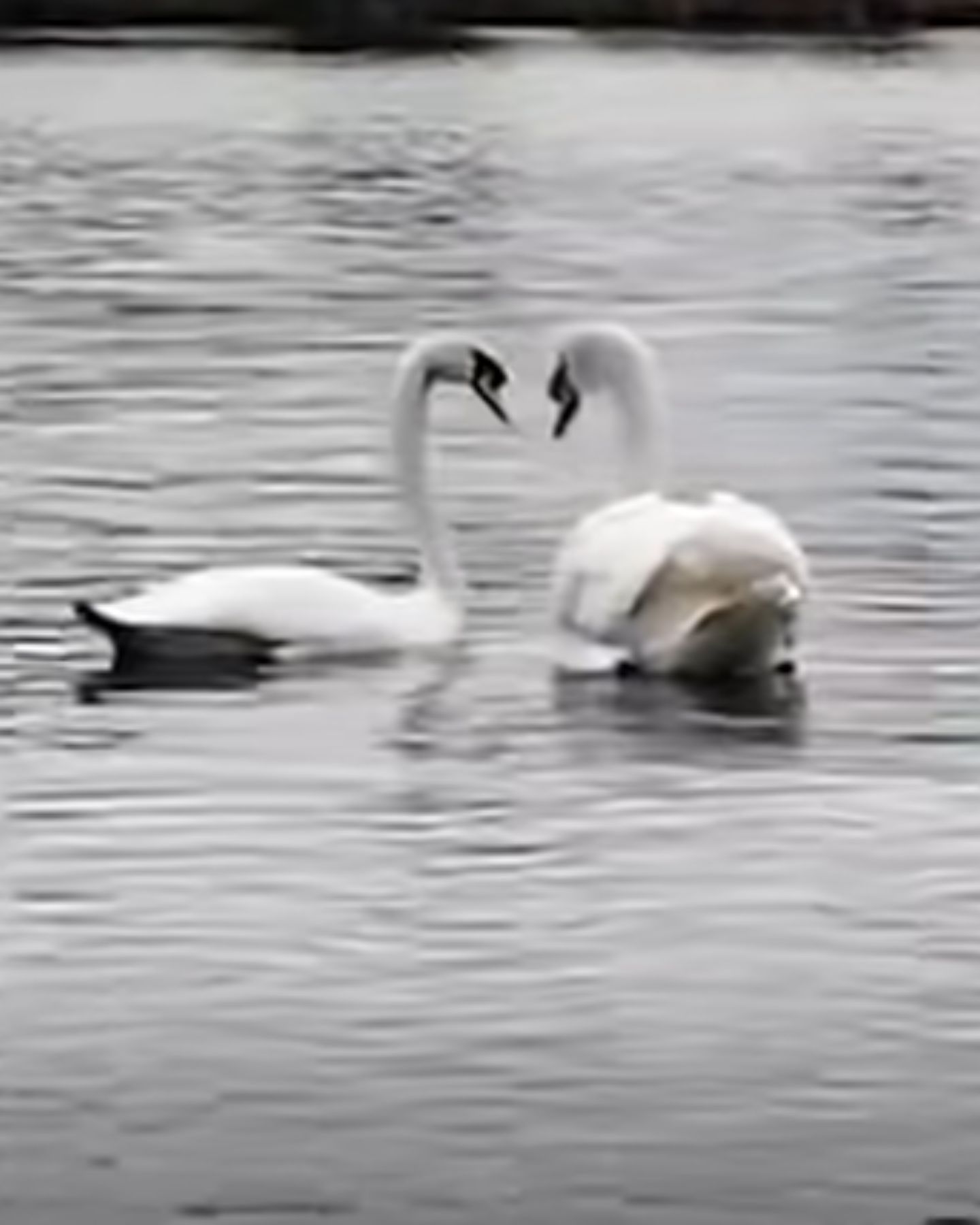 beautiful swans