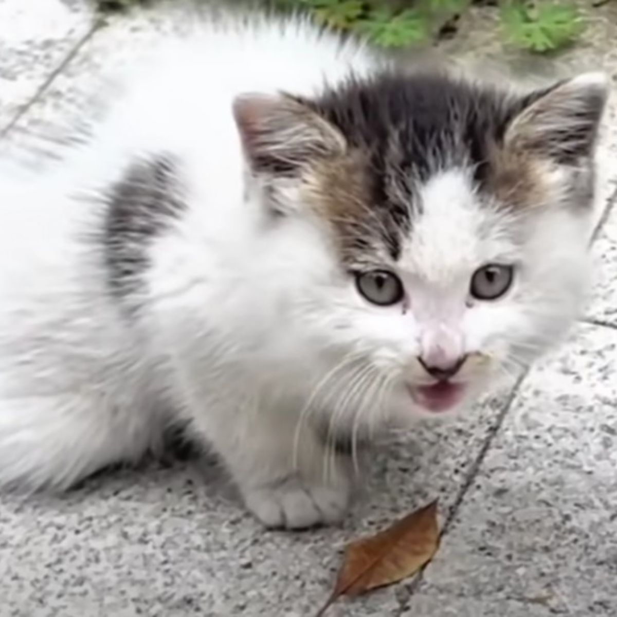 beautiful white kitten