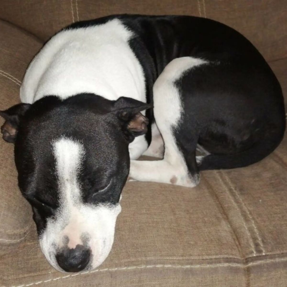 black and white dog sleeping