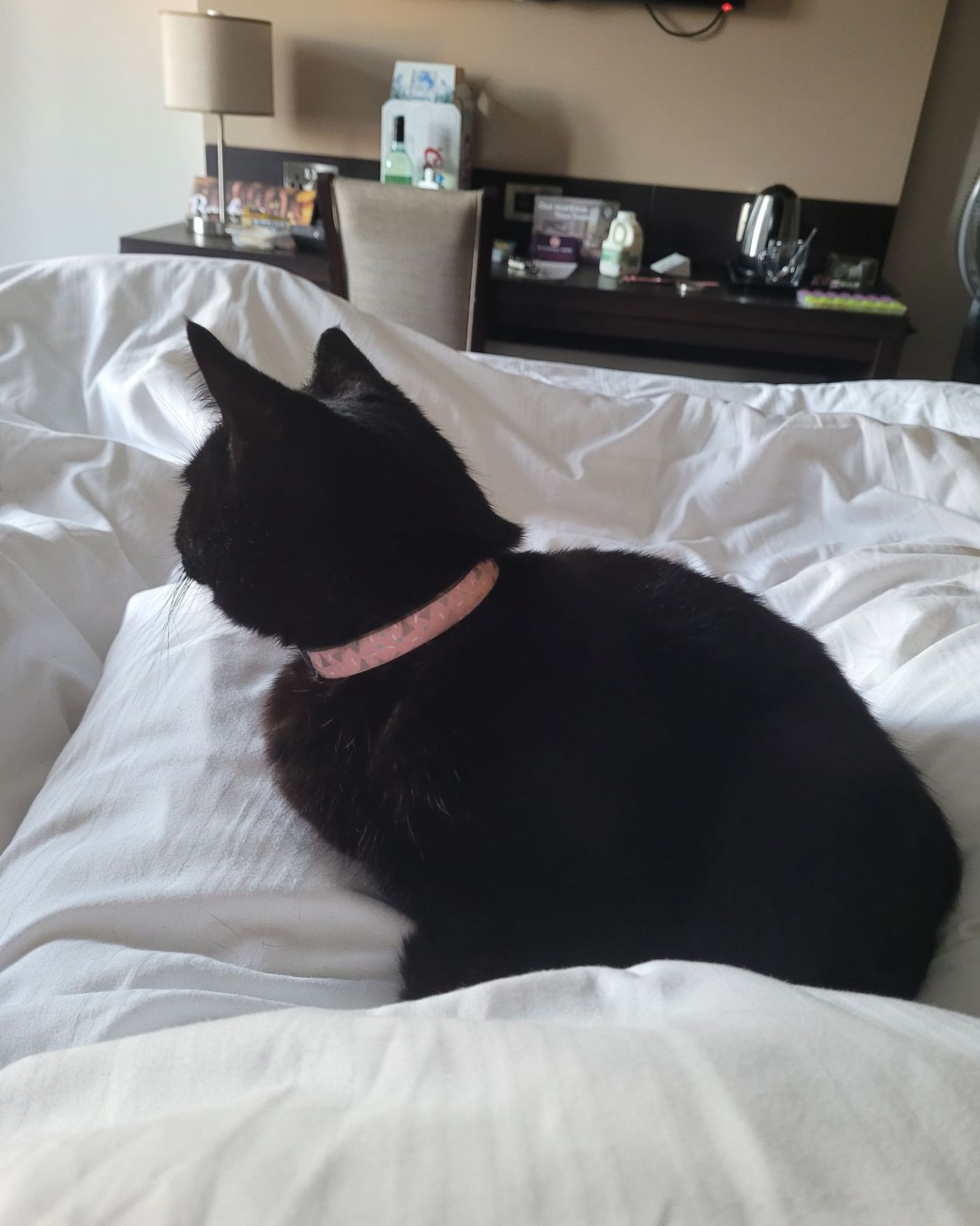 black cat on bed