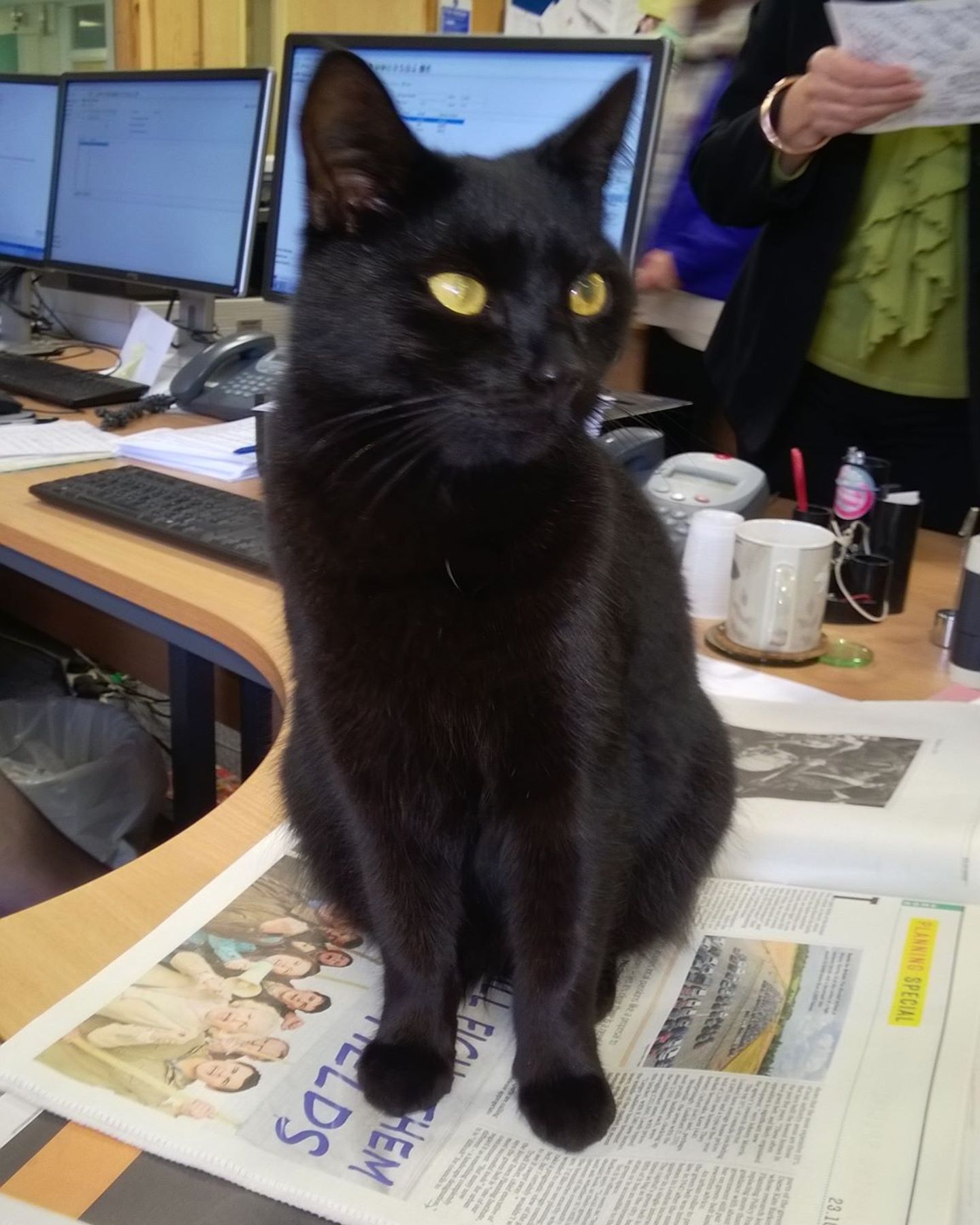 black cat sitting on table