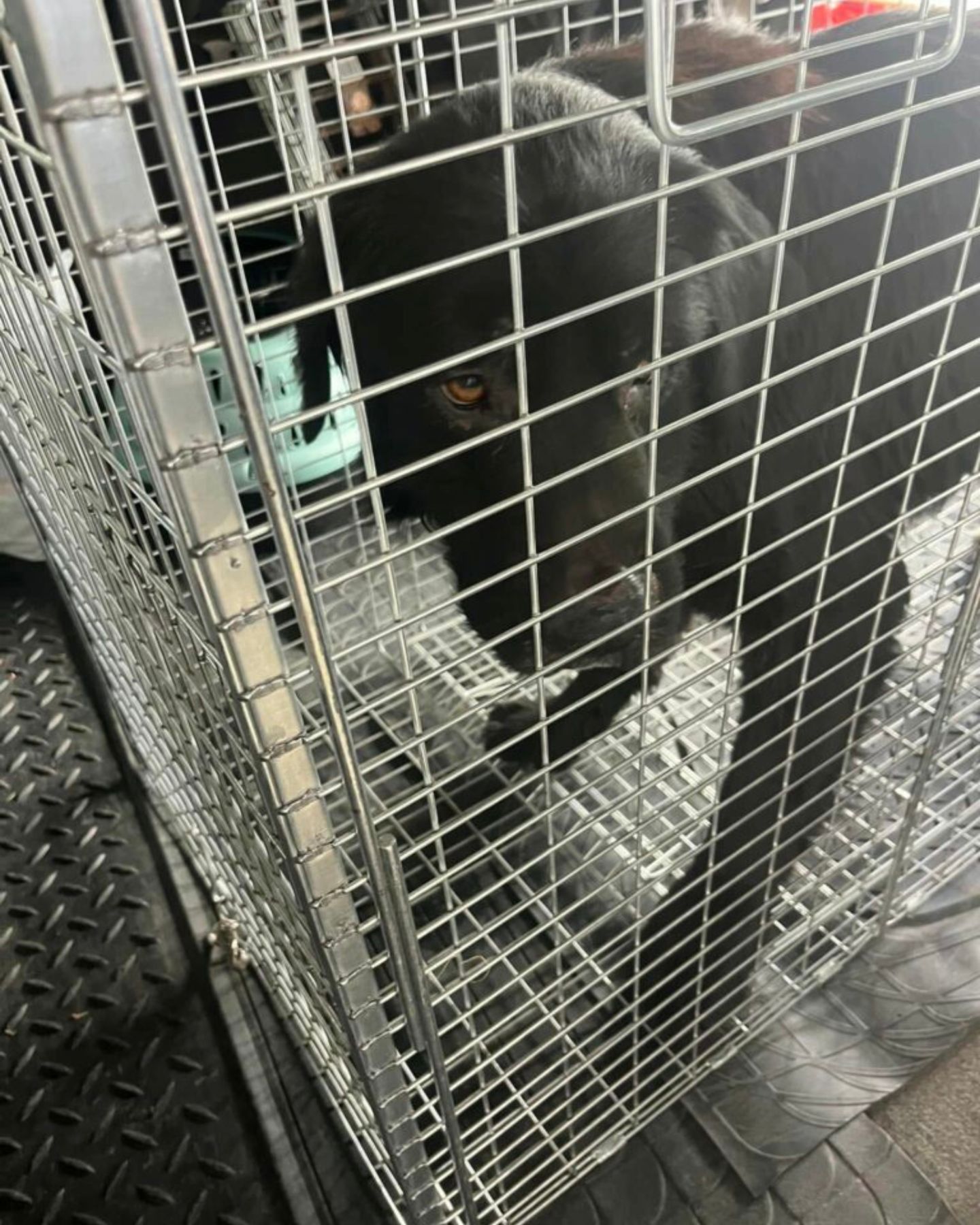 black dog in cage