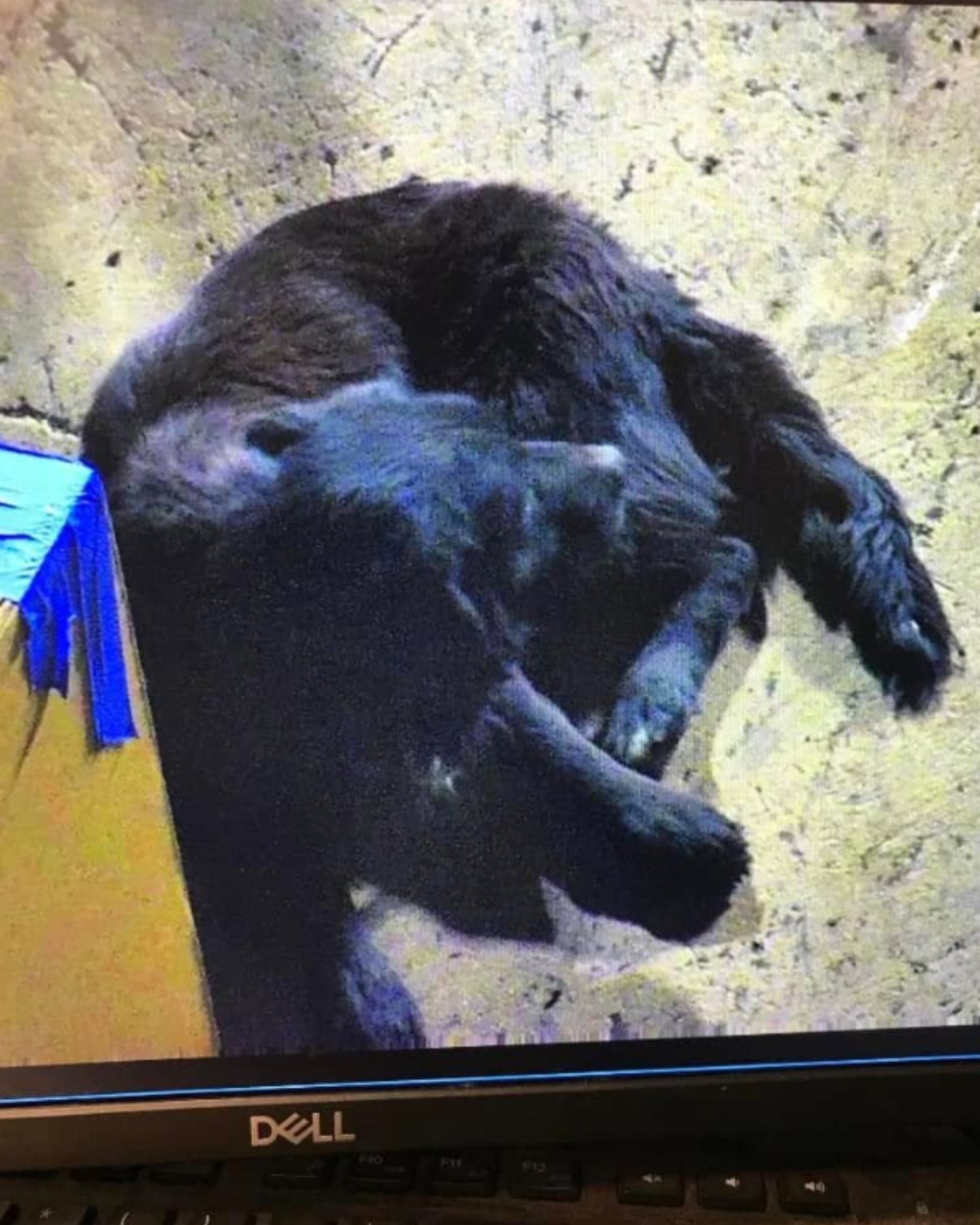 black dog laying under bridge