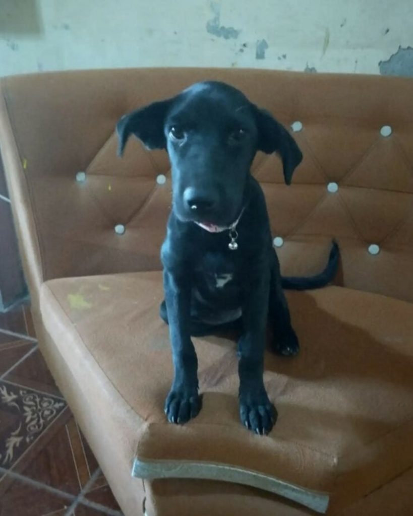 black dog on couch