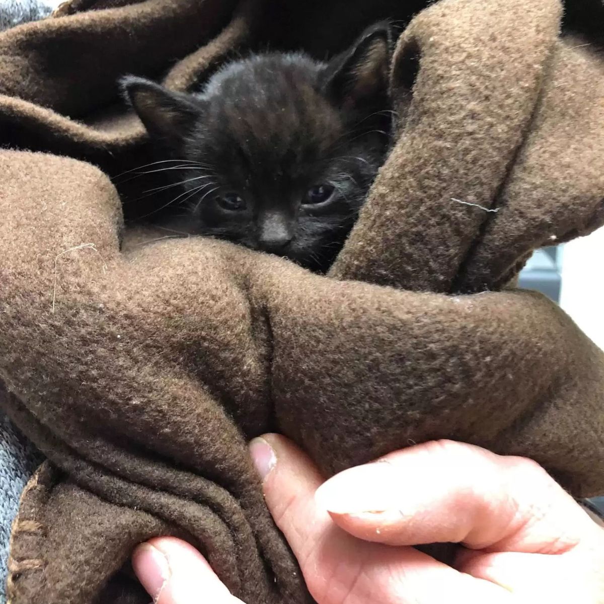 black kitten in blanket