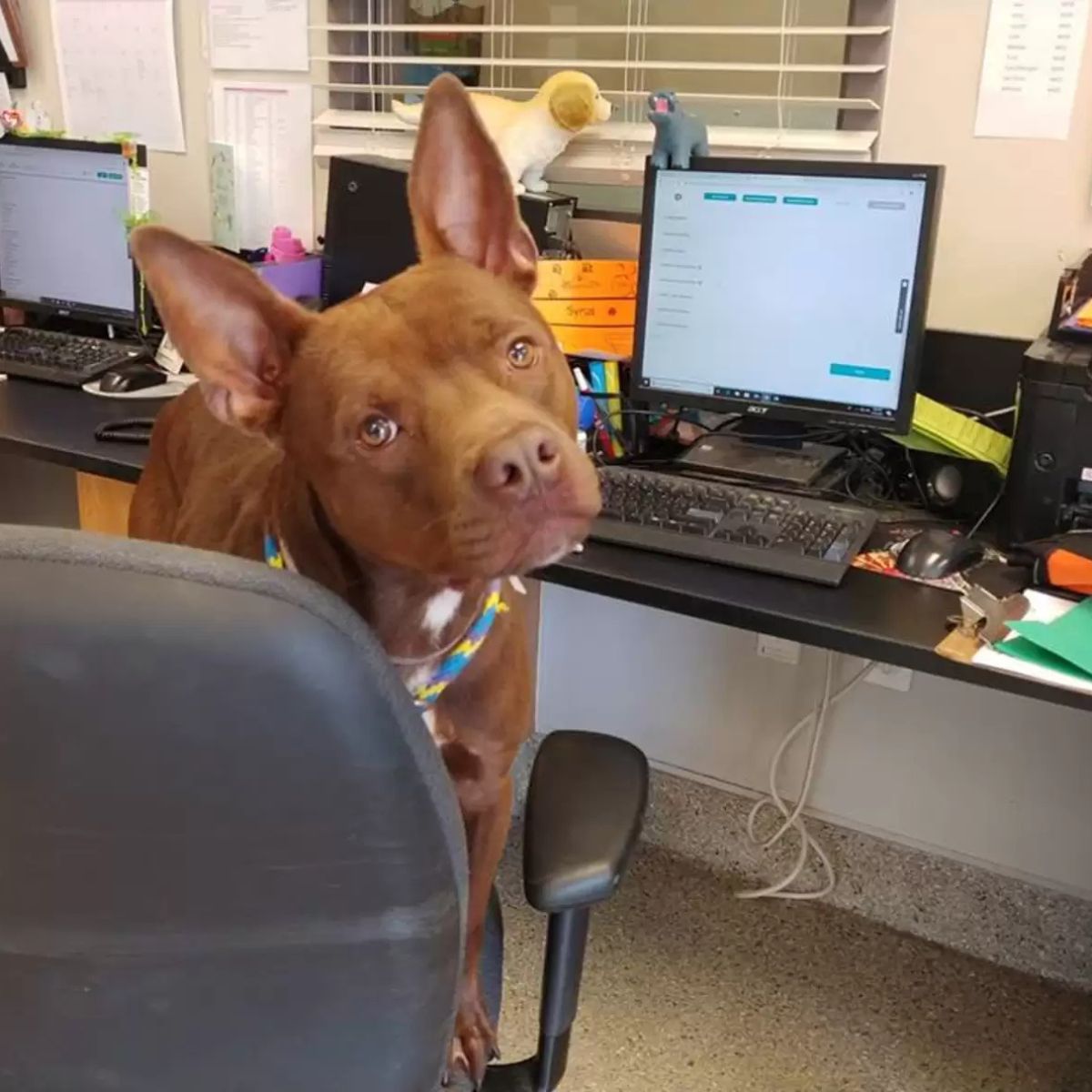 brown dog in office