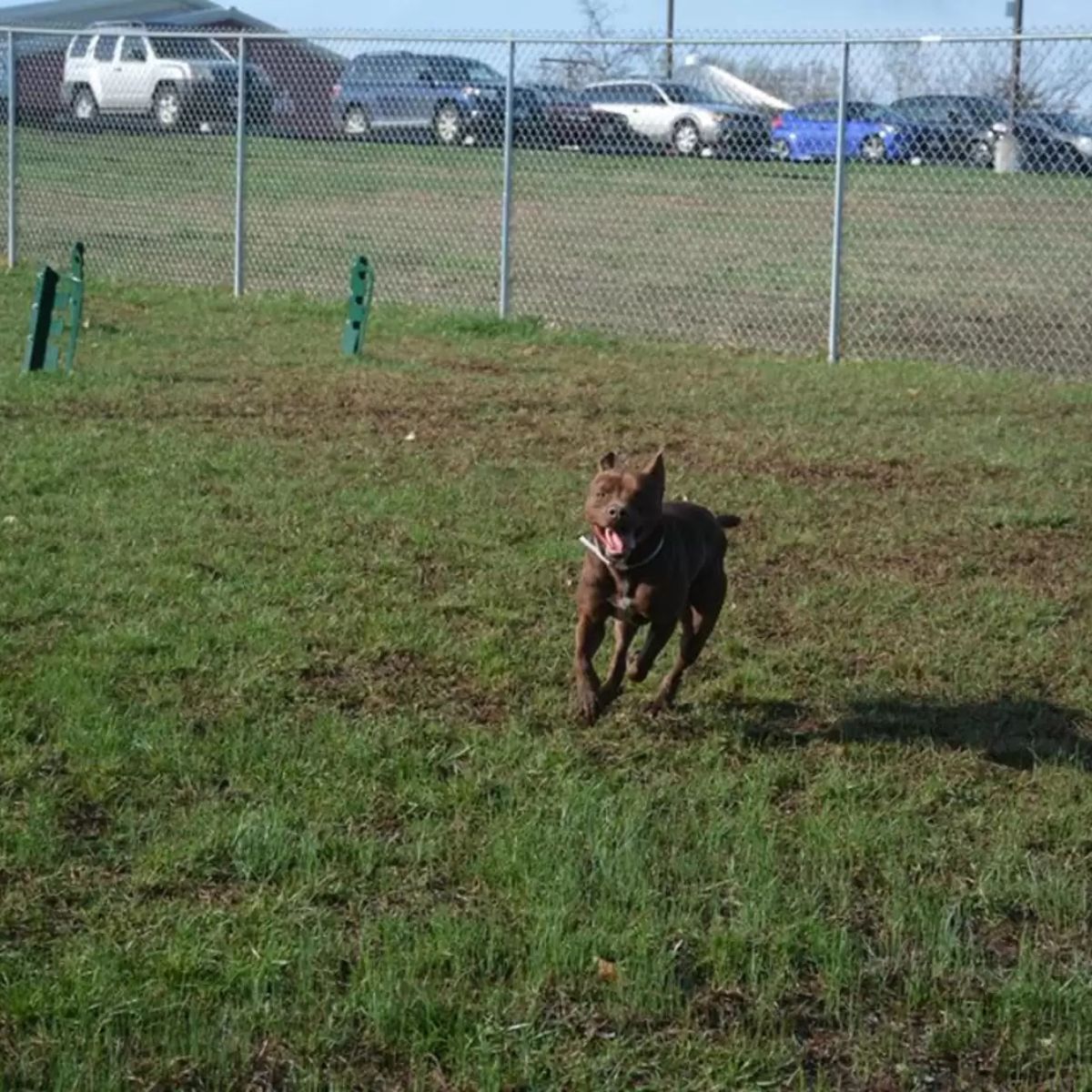 brown dog running