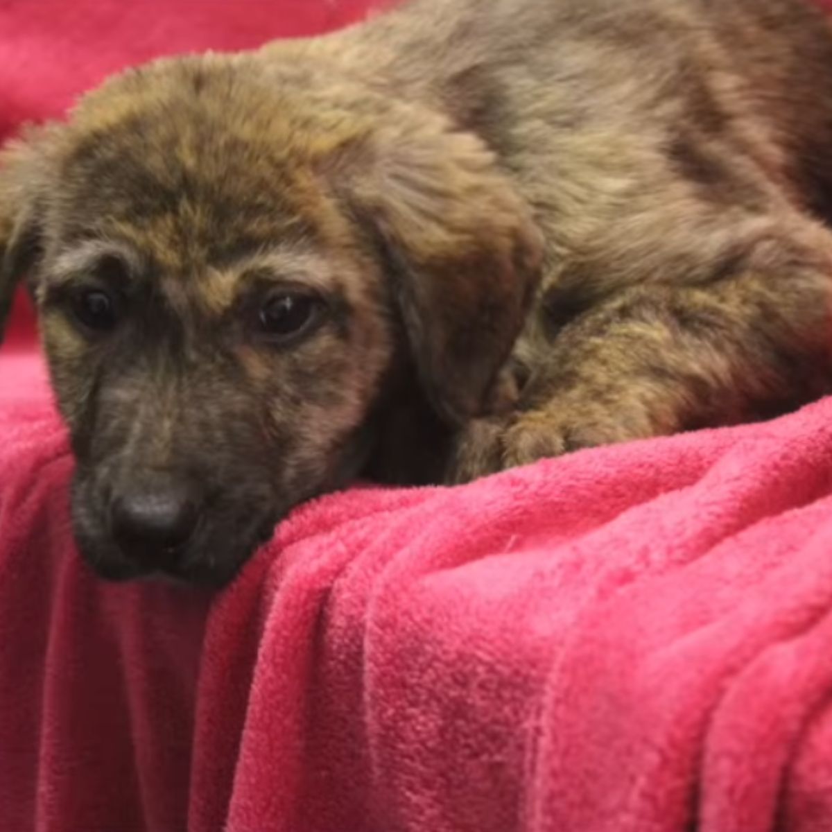 brown puppy on a red blanket