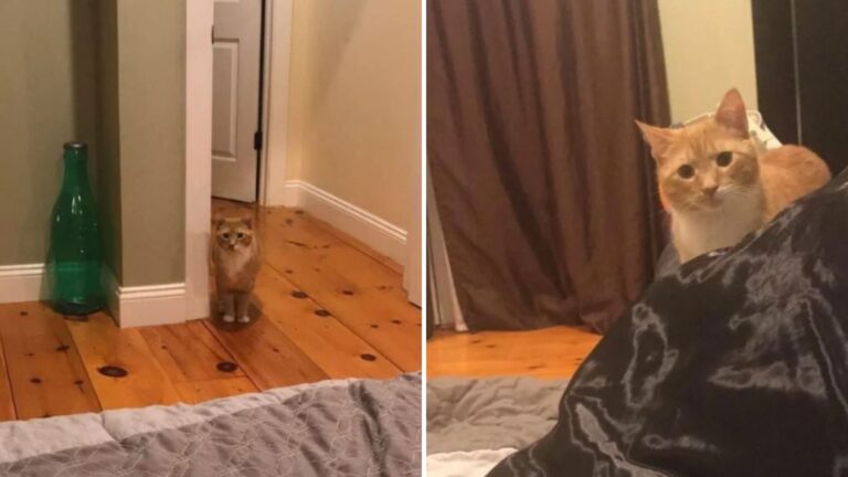 Ginger Cat From Ohio Can’t Stop Staring At His New Mom, And The Reason Will Tug At Your Heart